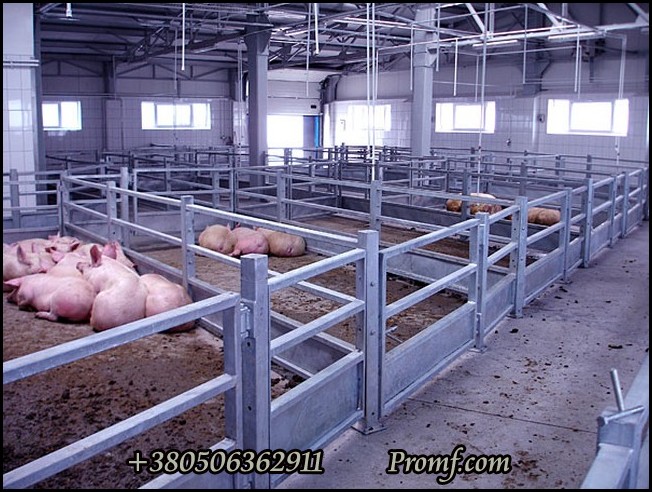 Линии убоя свиней, фото 8