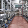Automated milking room "Herringbone"